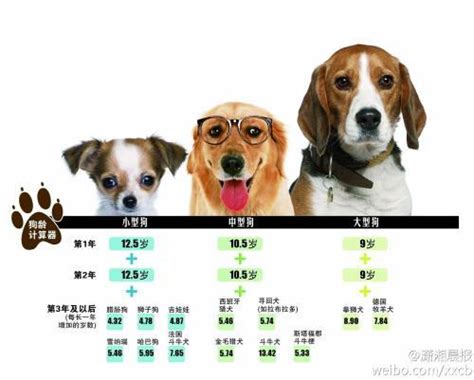 狗狗年齡換算：你的狗相當於人類的幾歲？ 每日頭條