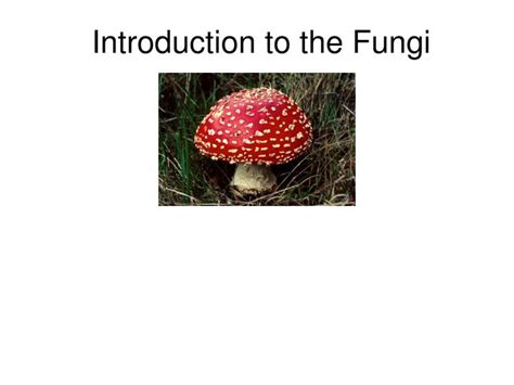 Ppt Introduction To The Fungi Powerpoint Presentation Free Download