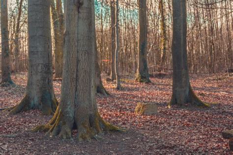 Free Images Tree Nature Wilderness Wood Trail Sunlight Season