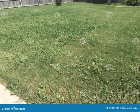 Crabgrass That Has Taken Over A Lawn Stock Image Image Of Mower