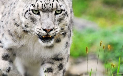 Amazing White Tiger #4186067, 1920x1200 | All For Desktop