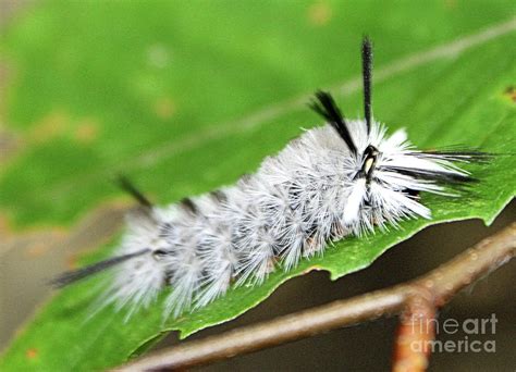 White Hickory Tussock Moth Caterpillar Southern Indiana Photograph By