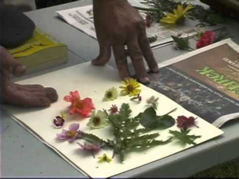 Maybe you would like to learn more about one of these? Pressing Plants - A Simple Way to Dry Flowers - YouTube