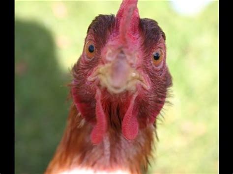 I have already seen some pictures, but many others became a real discovery for me. Crazy chickens and lazy roosters - YouTube
