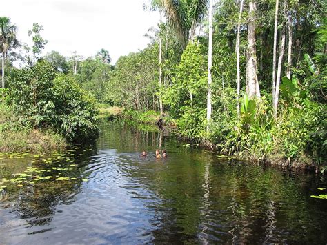 Location, size, and extent topography climate flora and fauna environment population migration ethnic groups languages religions. Paramaribo swamp forests - Wikipedia