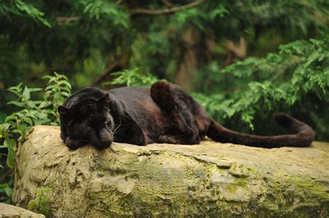 Black Leopard Sleeping By Anne Marie Kalus Tumbex