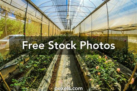 1000 Best Greenhouse Photos · 100 Free Download · Pexels Stock Photos