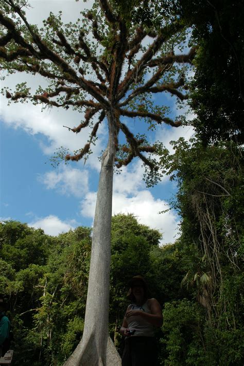 Ceiba Tree The Dominant Deciduous Tree Of The Mayan Area Tropical Rain