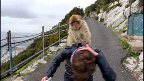 Select from premium gibraltar monkey of the highest quality. Gibraltar monkeys - YouTube