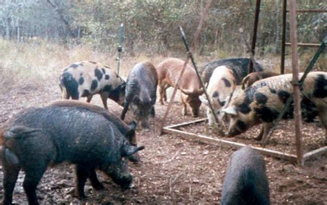 Texas hunters want to put the kibosh on ag commissioner’s ‘feral hog