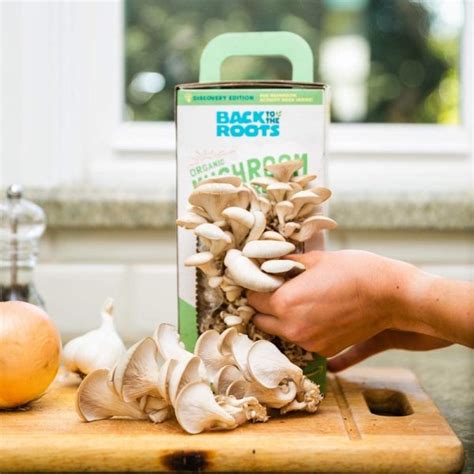 9 Best Mushroom Growing Kits Reviews And Guide
