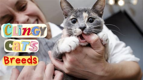 In The Lap Of Love Discover The Most Clingy Cat Breeds That Crave Your
