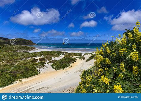 Sandfly Bay New Zealand Stock Photo Image Of Nature