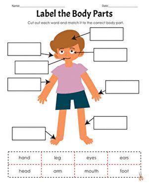 In this science worksheet, students identify the placement of the main parts of the human body. Pin on Special Education