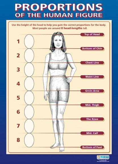 Proportions Of The Human Figure Art And Design Educational Posters