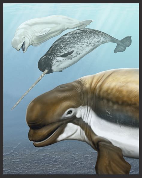Narwhal Beluga Hybrid