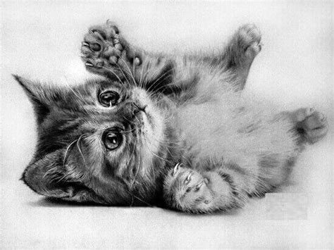 Dibujos De Gatos A Lápiz Sólo Para Amantes De Los Gatitos 🐱