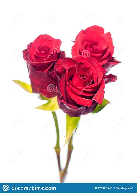 Red Roses In Light Stock Photo Image Of Bunch Floral 175956646