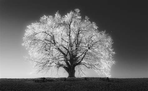 Free Photo Winter Tree Beautiful Pine Wintry Free Download Jooinn
