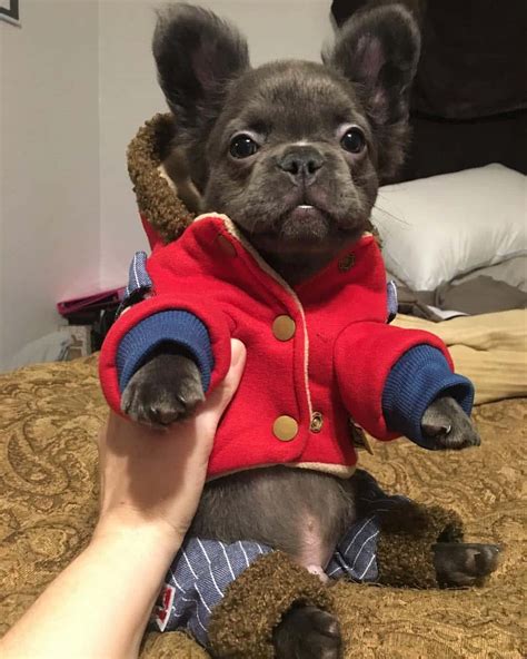 Ok, technically, the french bulldog breed got its start in england, but the fine people of france soon swooned over its comedic charms. Cheap French Bulldog Puppies Under $500 | Ethical Frenchie