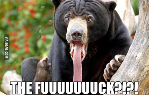 My Face After Seeing That Shaved Bear 9gag
