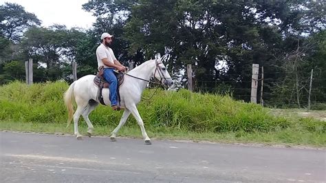 Cavalo Branco Mangalarga Marchador Marcha Picada A Venda YouTube