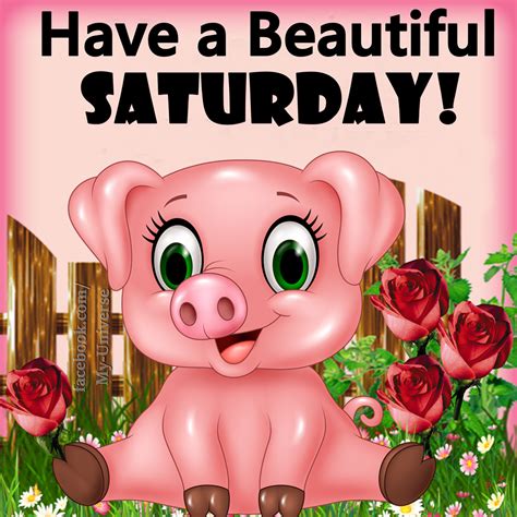 Piggy Beautiful Saturday Graphic Pictures Photos And Images For