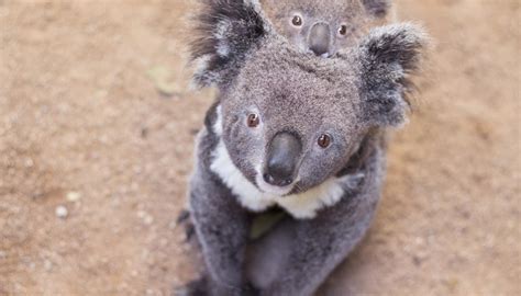 Koalas Endangered Adopt A Koala Tax Deductible Donation Wwf