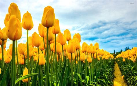 Field Of Yellow Tulips Wallpaper Flower Wallpapers 34137