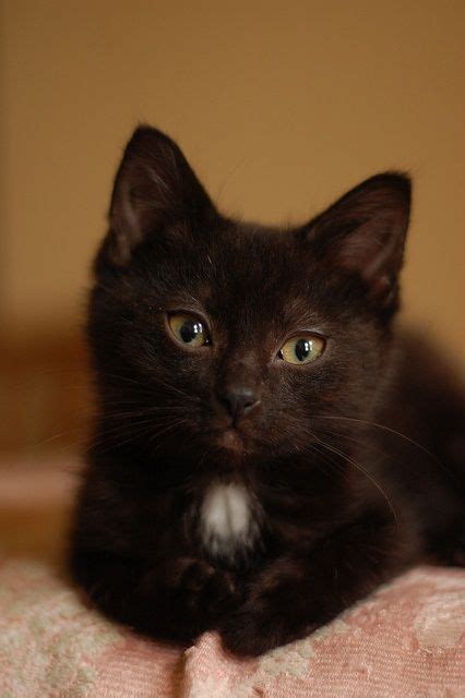 25 Best Cute Kittins Images On Pinterest Kitty Cats