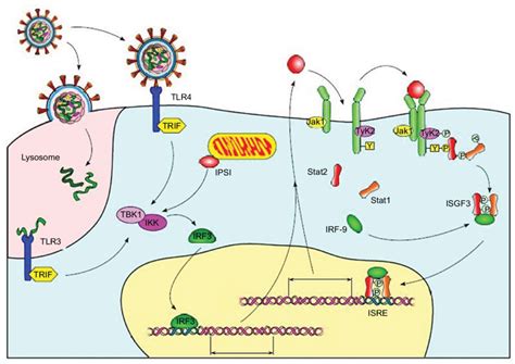 Cells that a virus may use to replicate are called permissive. Mechanism of action of interferon in virus-infected cells ...