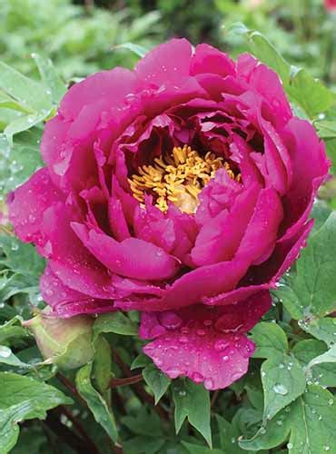 Tips For Growing Tree Peonies Gardeners Path