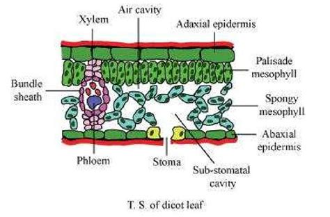 Ncert Solutions Class 11th Biology Chapter 6 Anatomy Of Flowering Plants