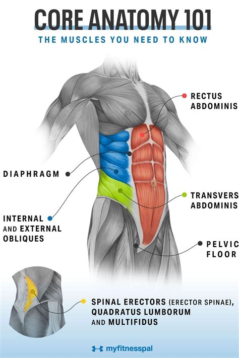 Abdominal Muscle Level Exercise
