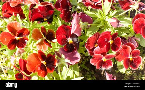 Flowerbed With Pansies Viola Tricolor Of Red Colour Stock Photo Alamy