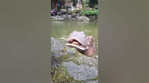Feeding Hippo A Watermelon Youtube
