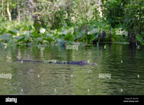 An American Alligator Swimming In The Silver River In Silver Springs