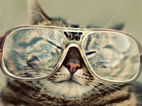 Cat In Glasses Cats Wallpaper X