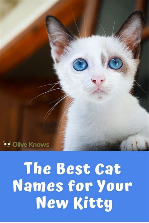 The Best Cat Names For Your New Kitty Oliveknows Cat Names Kitten