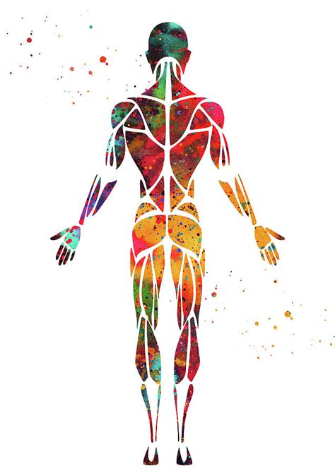 Male Muscular System Digital Art By Erzebet S