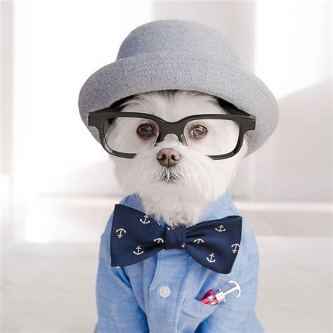 The Hipster Dog Named Toby Is The Ryan Gosling Of Dogs