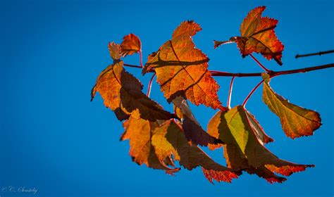 Wallpaper Fall Leaves Sky Branch Blue Canon Orange October
