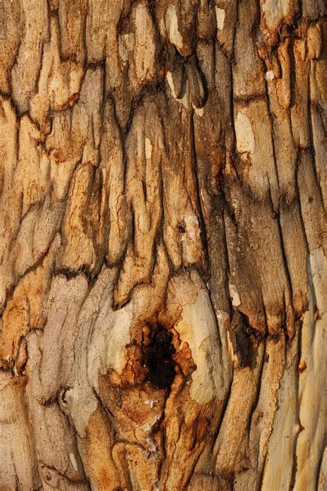 Tree Bark Abstract Tree Bark Abstract Textures Patterns