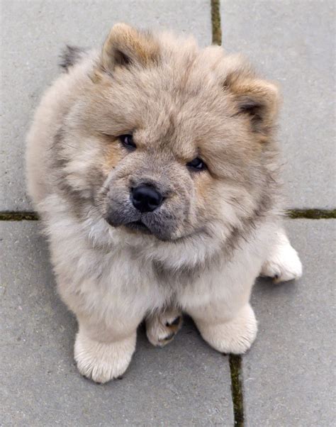 The Stuff Makes Me Happy The 20 Cutest Photos Of Chow Chow Dogs Perros