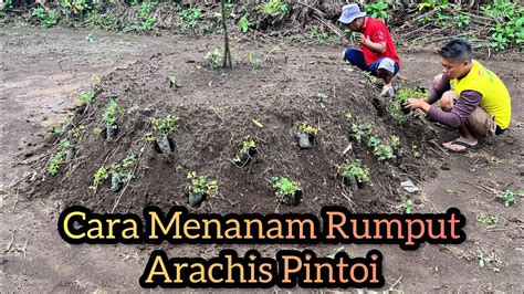 Tanam Rumput Ini Dikebun Durian Anda Rumput Arachis Pintoi YouTube