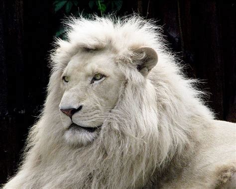 Nature in live: Animales autenticos