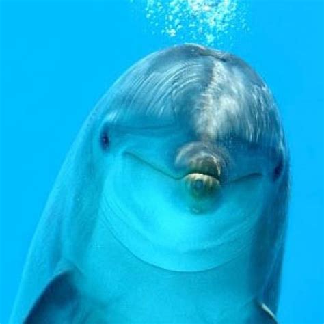 Amazing Wonderful Dolphins Actually Call Each Other By Name Relevant