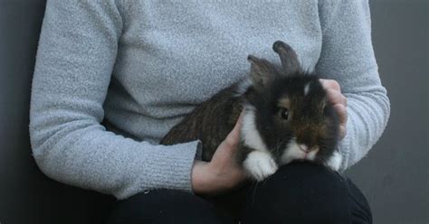 All cats need help cleaning their teeth. Henry the 6 month old rabbit - Bray Vet