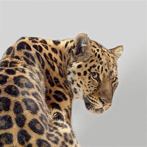 This Photographer Revealed The Different Characters Of Big Cats Through