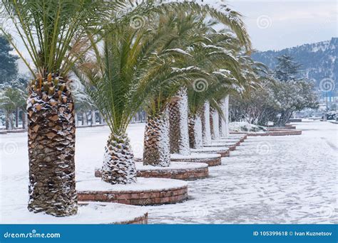 Leavs Of Palm Trees Covered With Snow Stock Photo Image Of Close